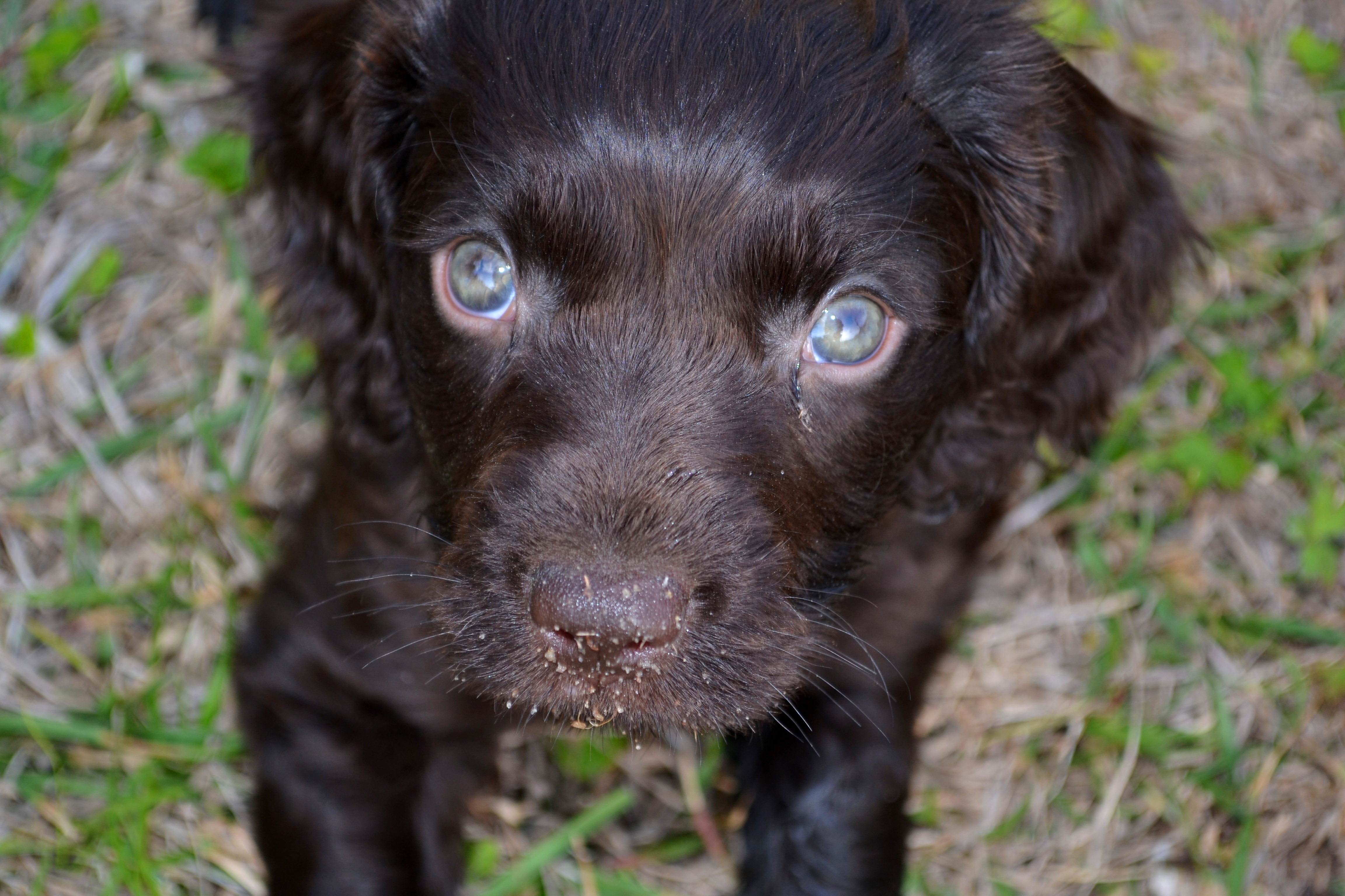 hudson pewter dog